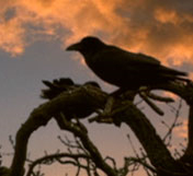 ravens.jpg