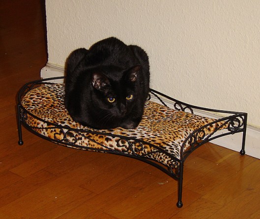 cat-cama-001.jpg