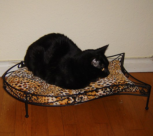 cat-cama-002.jpg