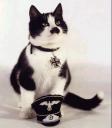 hitlercat.jpg