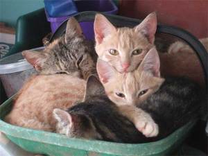 chai's kittehs chai's kittehs