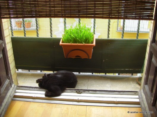 cat grass 2