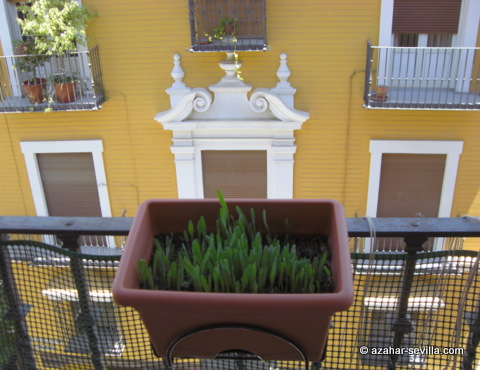 cat grass