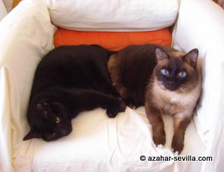 chair hogs chair hogs