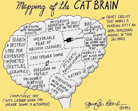 mapping of cat brain