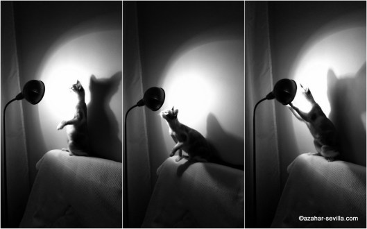 luna in the spotlight