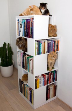cat bookshelf