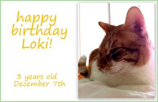 Loki 3 years old