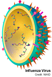 Influenza_virus