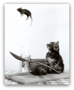 cat and mouse