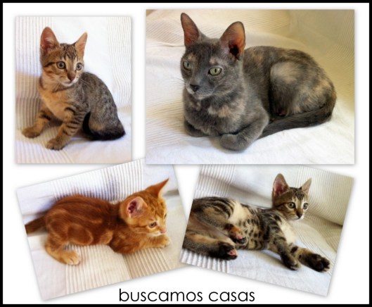 buscamos casas