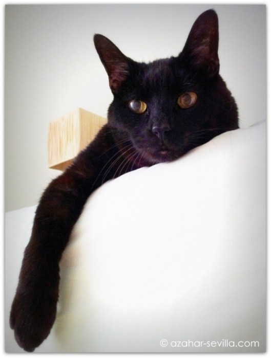 azar, love of my life