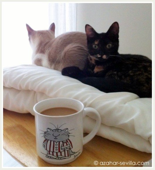 coffee cats