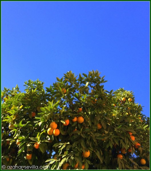 winter oranges