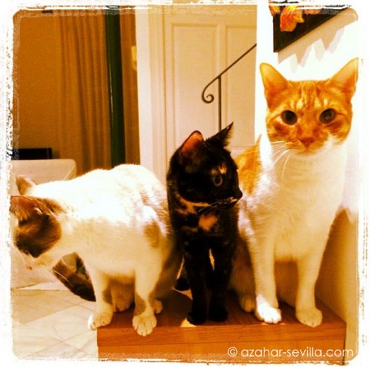 the welcoming committee