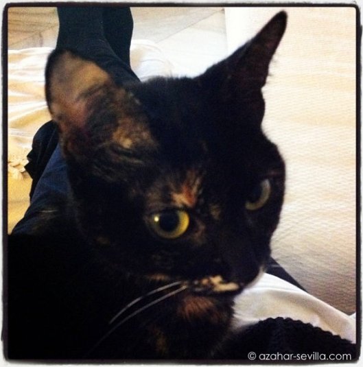 morcilla recuperando