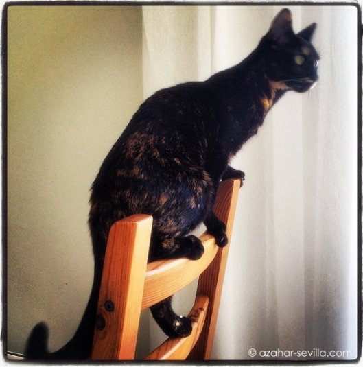 morcilla one year old