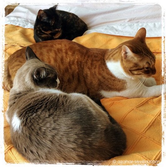 saturday morning lie in