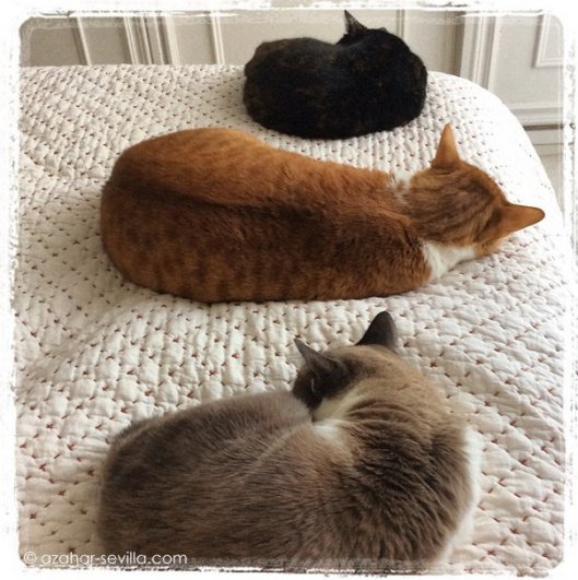 cats onna quilt