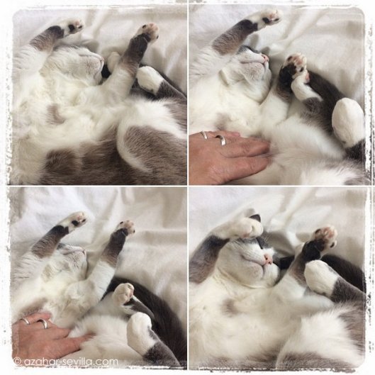 luna belly rub