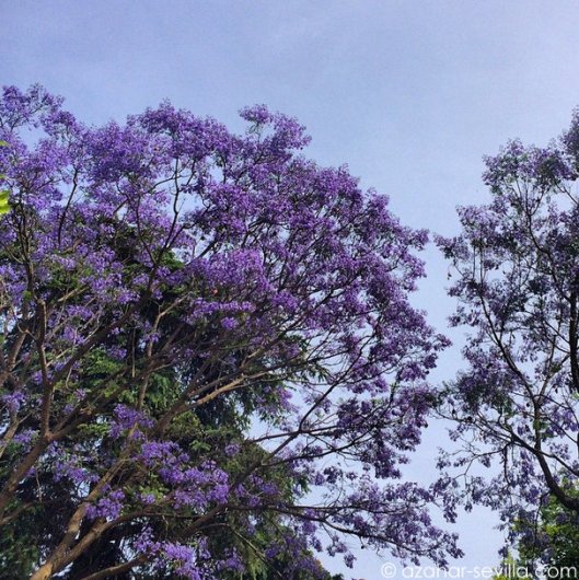jacaranda