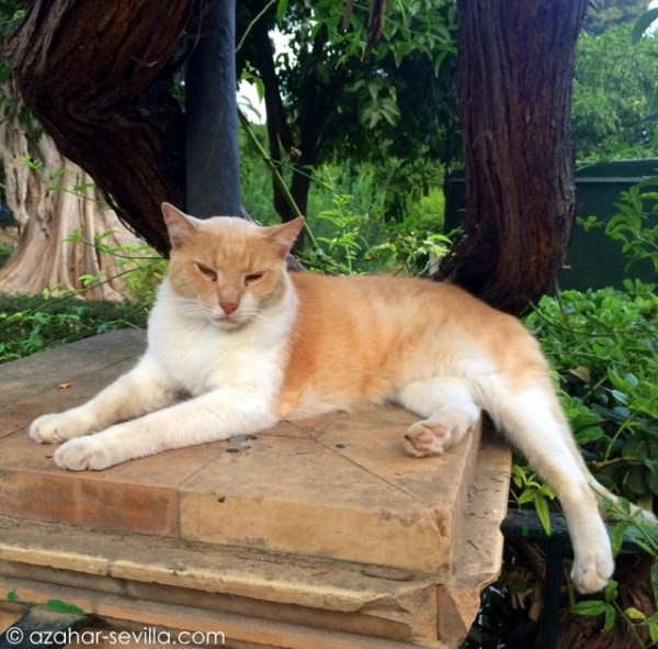 caturday