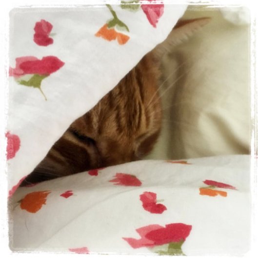 monday-morning-snooze-in