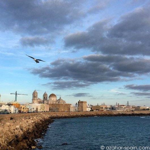 cadiz-cats-birds-1