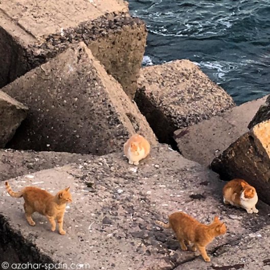 cadiz-cats-birds-2