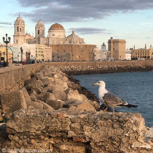 cadiz-cats-birds-3
