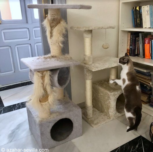 cat stand (3)