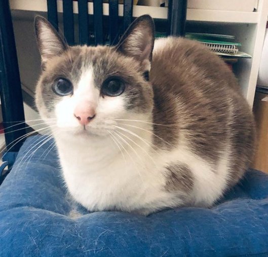 caturday oct 24 2020