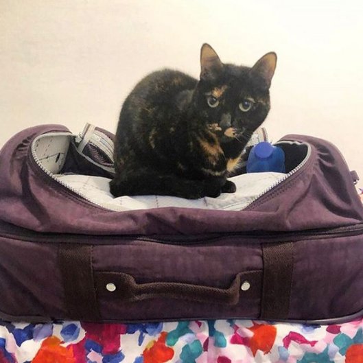 caturday oct 31 2020