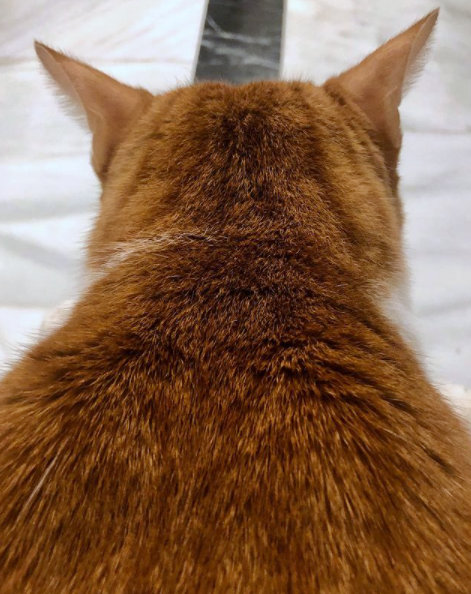 caturday nov 21 2020