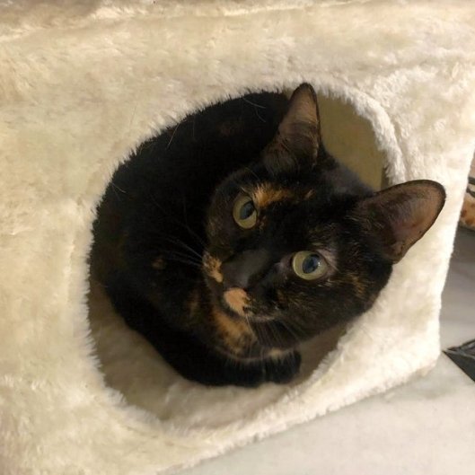 caturday nov 28 2020