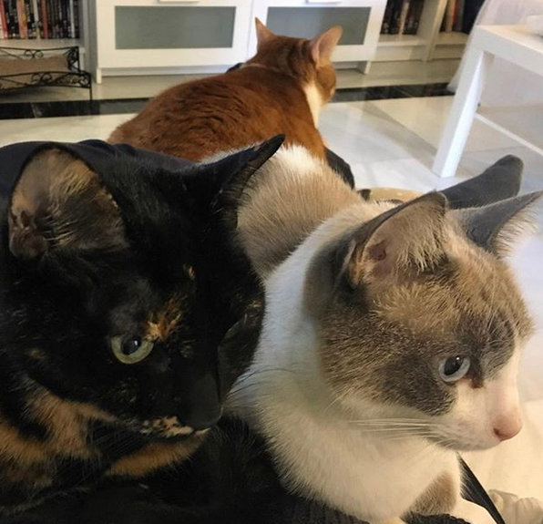 looking for a home