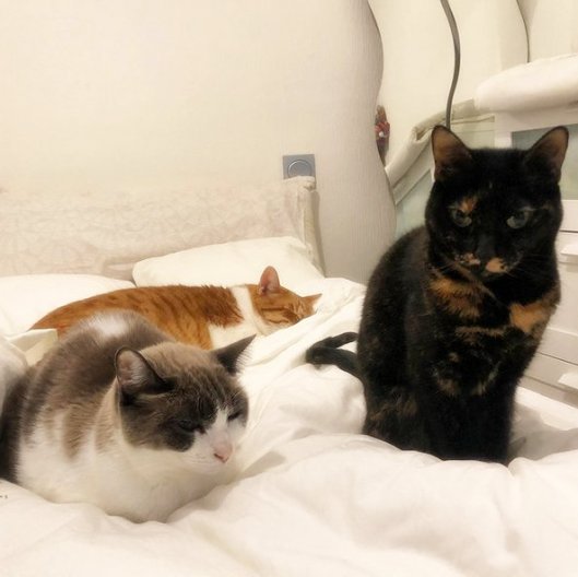 caturday dec 19 2020