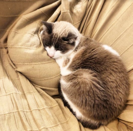 caturday december 12 2020