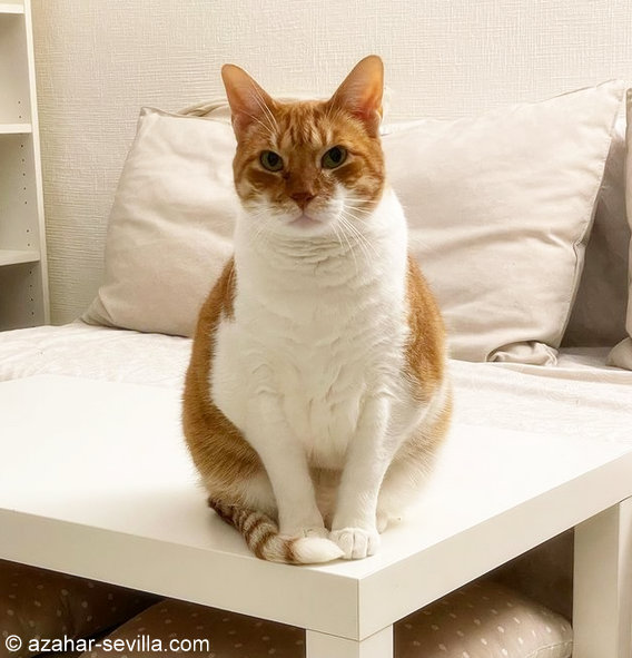 caturday jan 29 2021