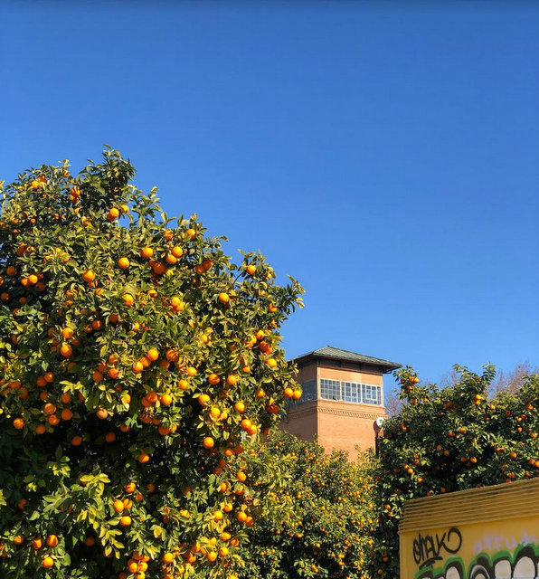 oranges (1)