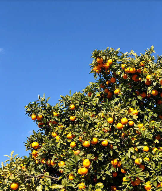 oranges