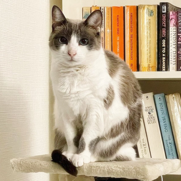 caturday feb 13 2021