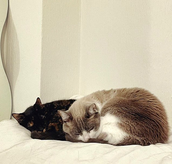 caturday feb 20 2021