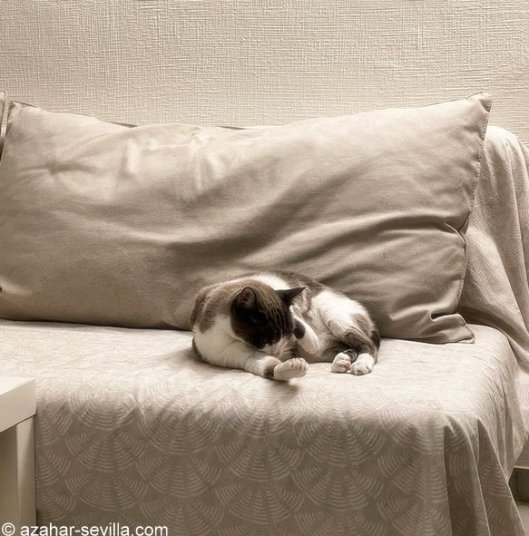 caturday feb 27 2021