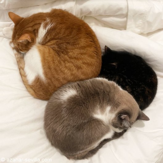 caturday march 13 2021