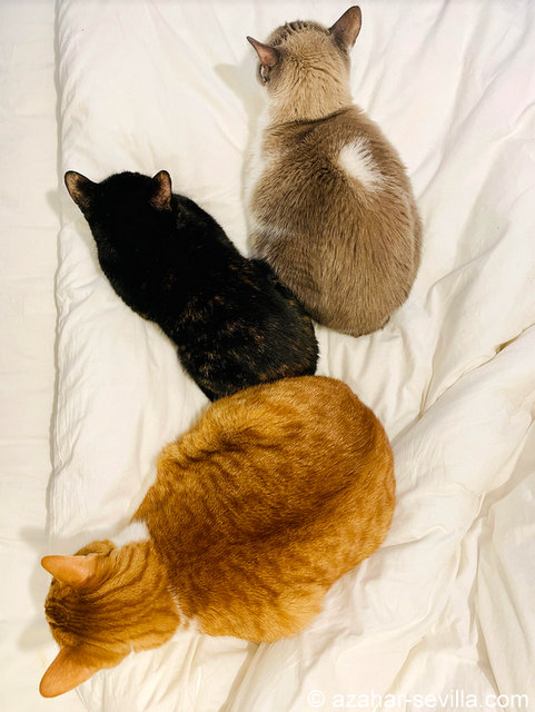 caturday march 20 2021