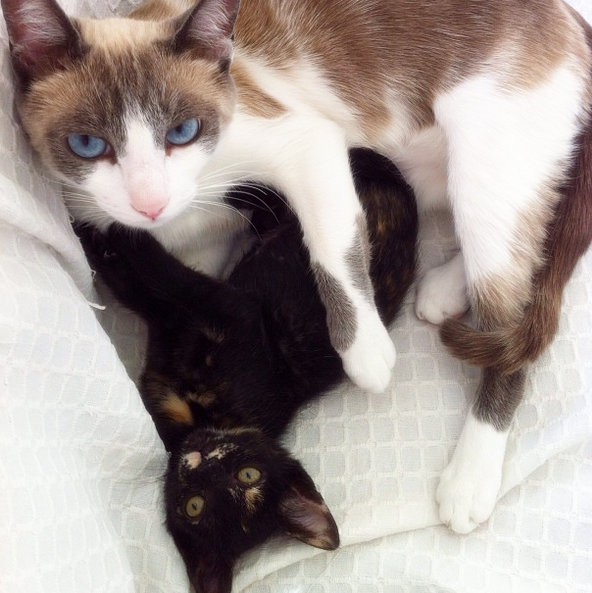 caturday april 10 2021