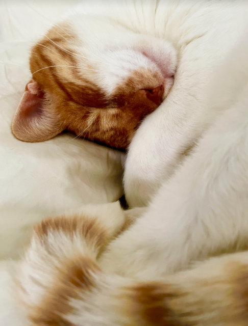 caturday april 24 2021