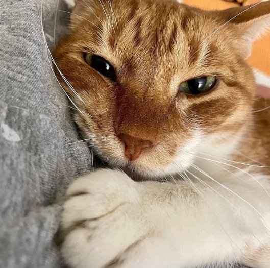 caturday april 3 2021