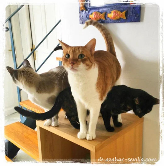 caturday may 15 2021